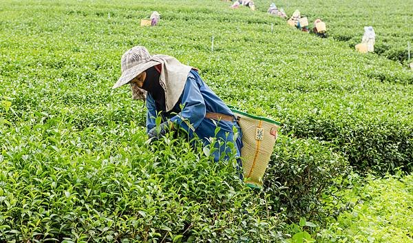 【沐正農場_阿里山高山茶】茶葉常見問題 讓您深入了解高山茶，