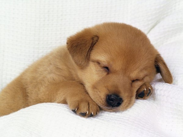 Dog_Tired.jpg