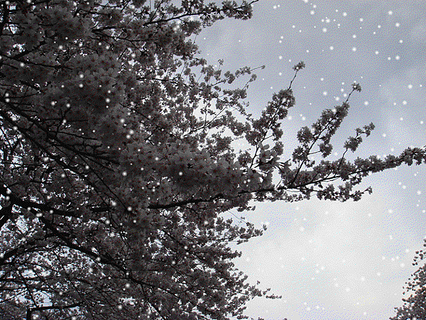 2008-03-28 東京040-SNOW.gif