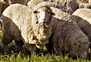 Merino_sheep.png