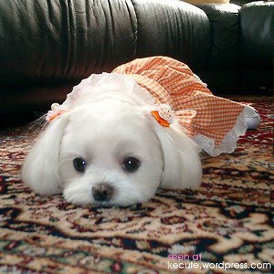 puppy-funny.jpg