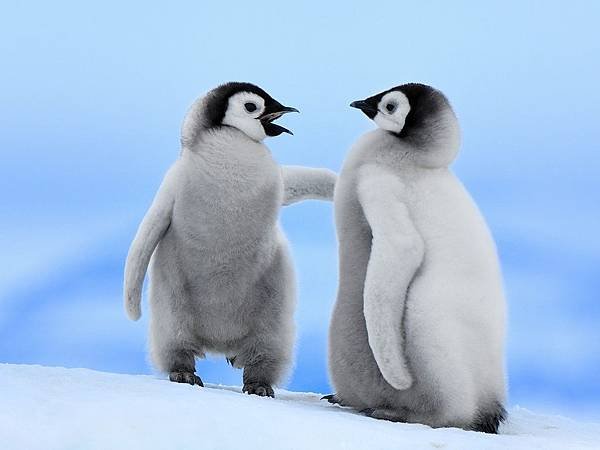 good-conversation-emperor-penguins-snow-hill-island-antarctica.jpg