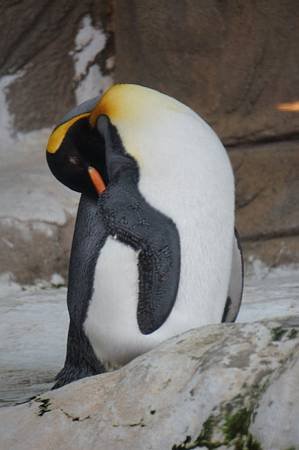 taipei zoo 9