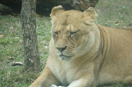 taipei zoo 23