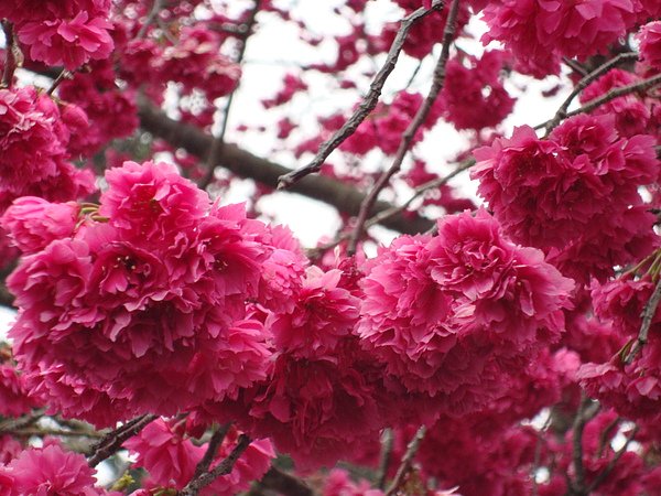 0212_2011九族文化村櫻花祭