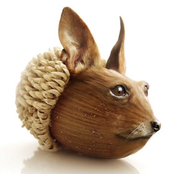 acorn