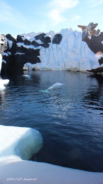 2014-1-27 SeaWorld下34