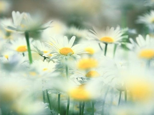 花圖.jpg