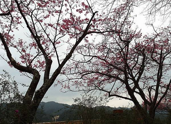 SAM_1036_副本