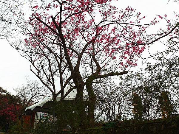 SAM_1039_副本