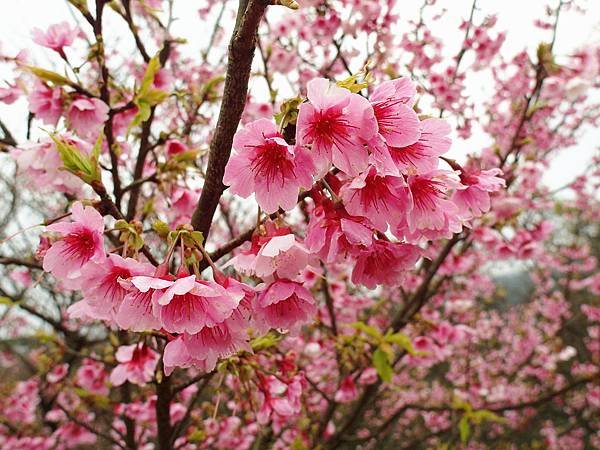 SAM_1070_副本