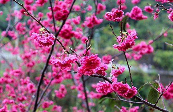 IMG_0365_副本