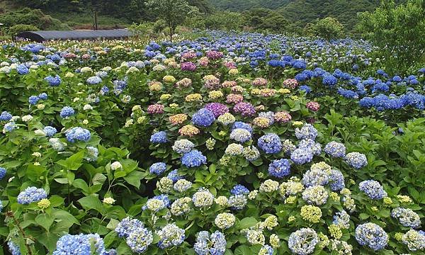 SAM_0781_副本
