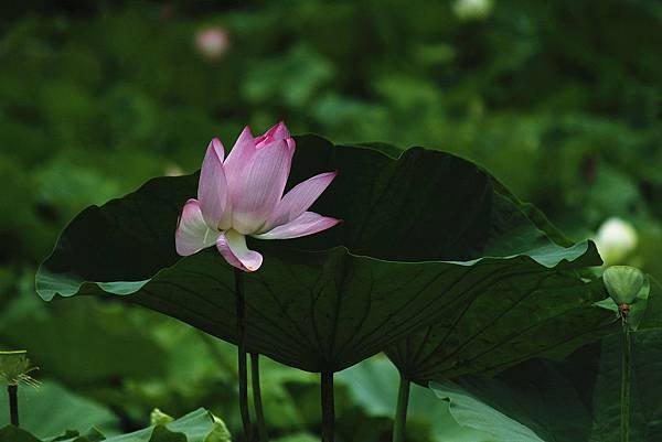 _MG_9245_副本.jpg