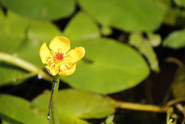 _MG_3690_.jpg