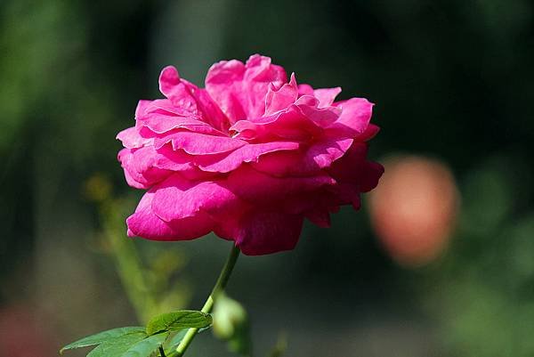 _MG_4155_.jpg
