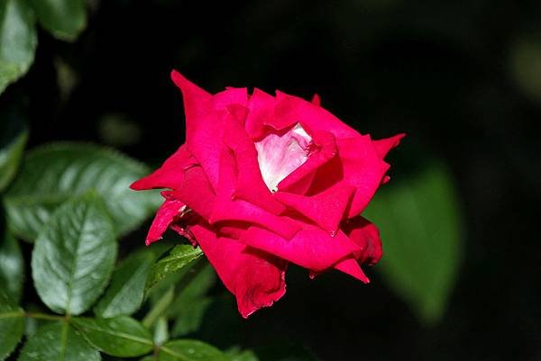 _MG_4159_.jpg