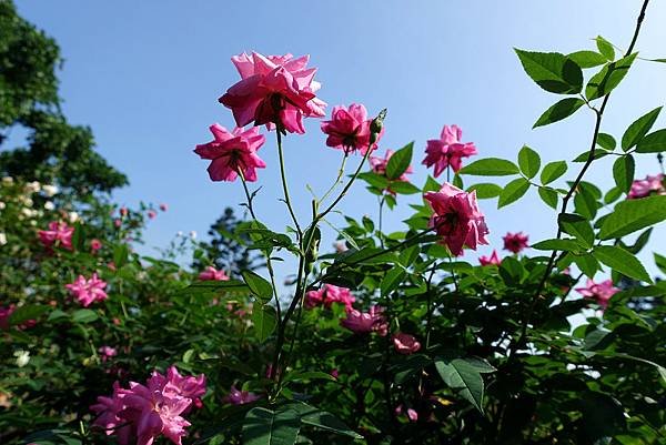 DSC04783_.jpg
