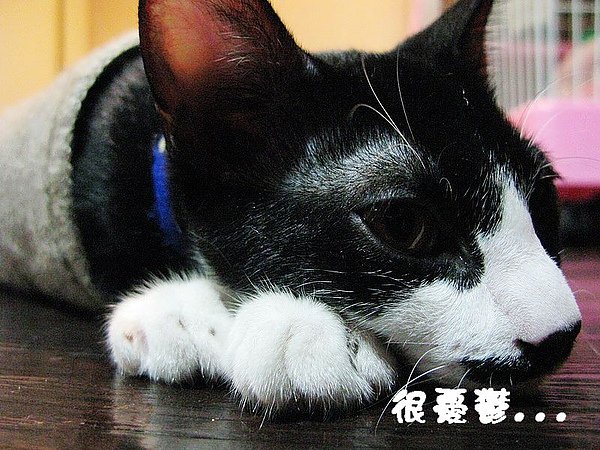 IMG_3054_大小.02.jpg