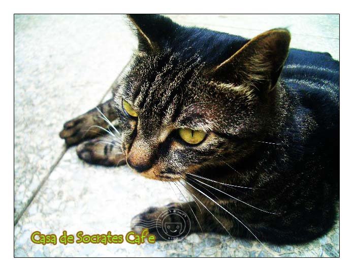 cat2
