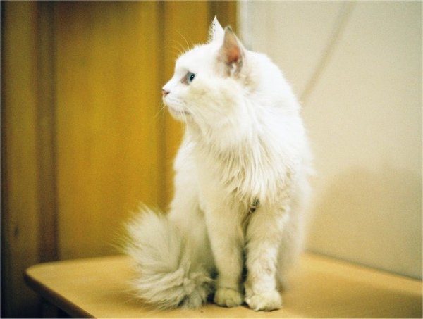 fluffywhitecat.jpg