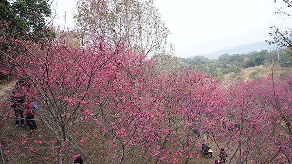 台中大坑濁水巷賞櫻花 038