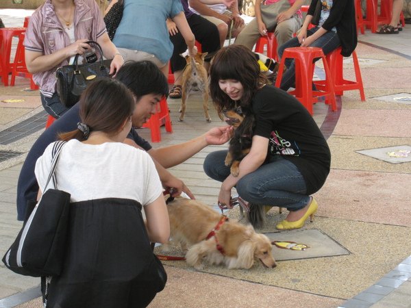 寵物派對 2009桃園寵物節 親親我的寶貝