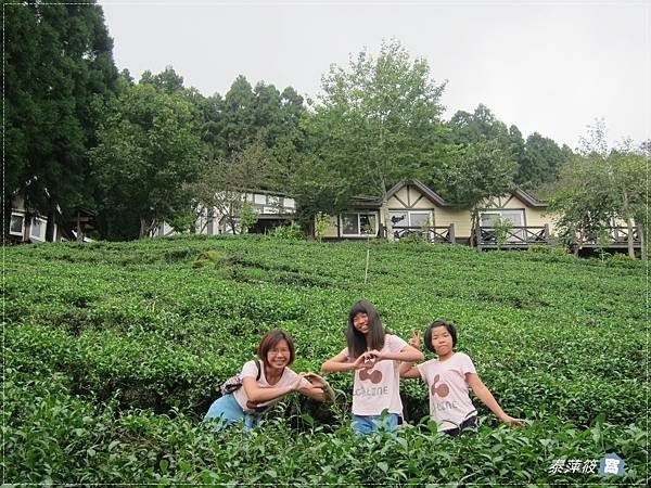 茶園