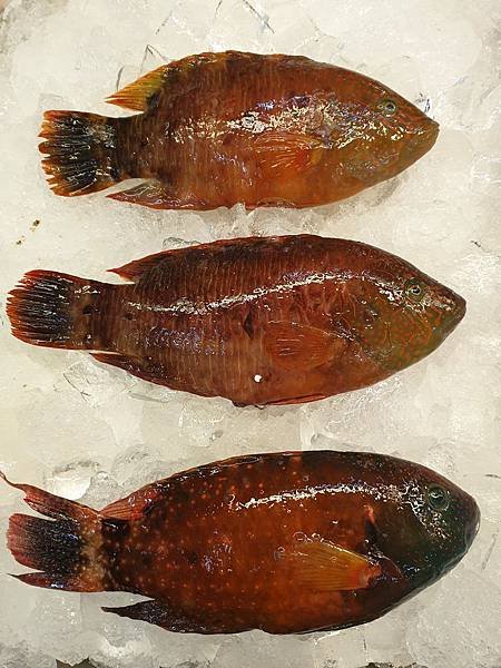 三葉唇魚