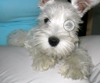 Eye-Enlarge-004.jpg