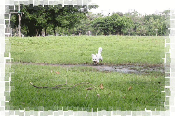 IMG_2858.gif