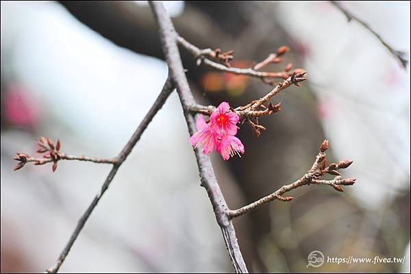 台中南區花間集-4.jpg