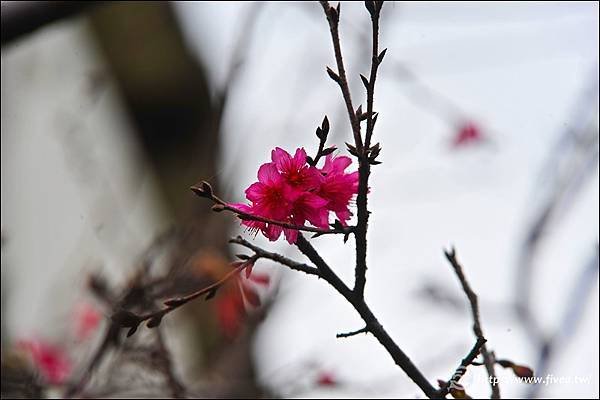 台中南區花間集-2.jpg