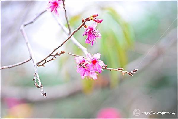 台中南區花間集-1.jpg