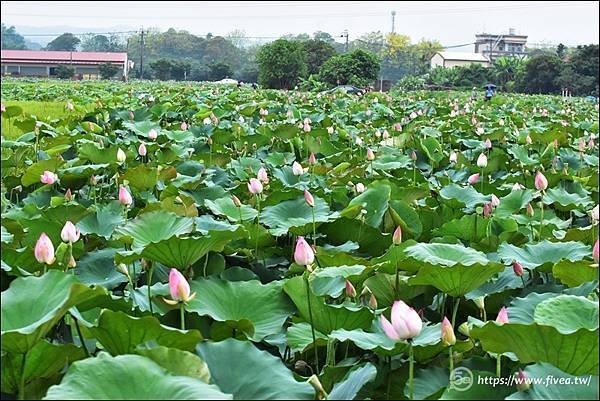 2024 台南白河蓮花季 -1 - 複製.jpg