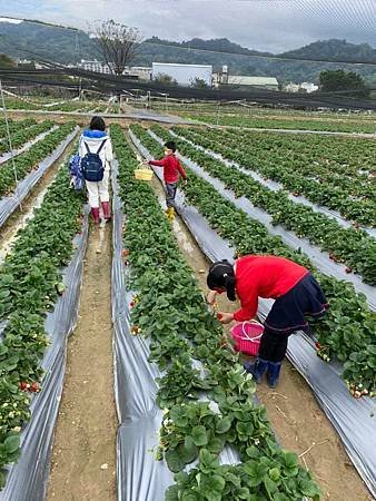 strawberry picking.jpg