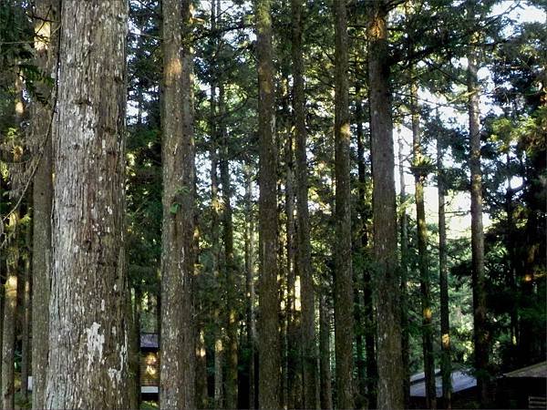 陽光初現2010.8.4.jpg