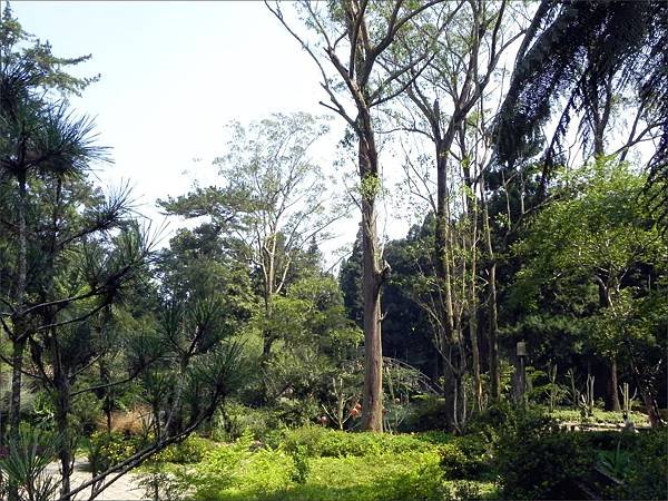 大學池畔2010.8.4.jpg