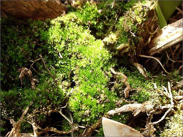 花盆裡長的青苔2007.12.2.jpg