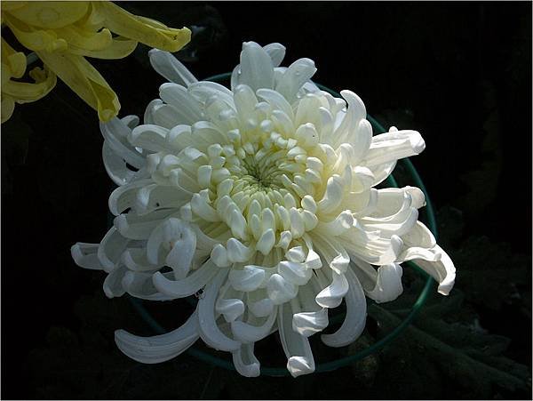 白之一2009.12.2.JPG