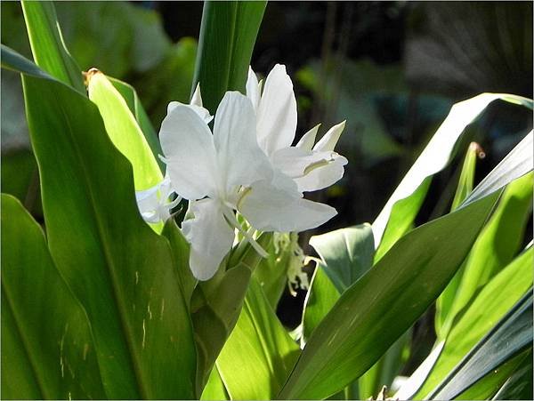 野薑花2010.10.3.jpg