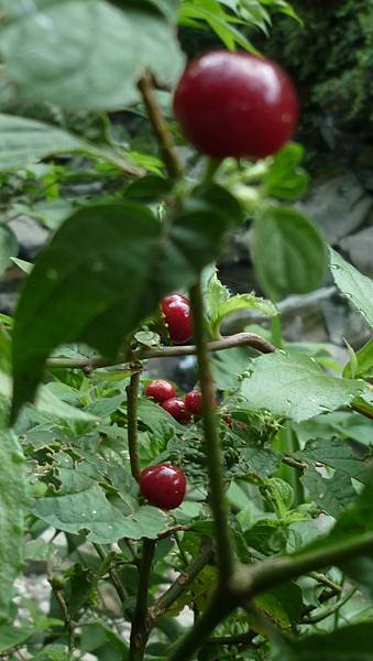 P1250016.JPG