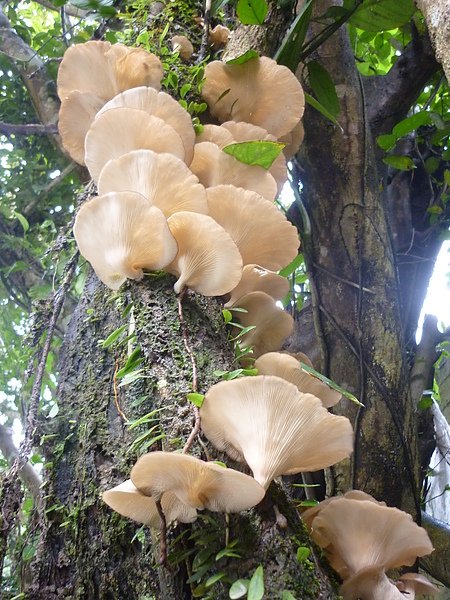 樹菇 Jul