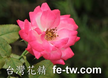 小玫瑰花