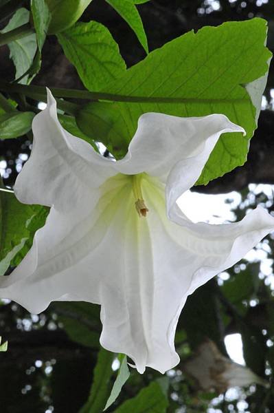 78白花大曼陀羅