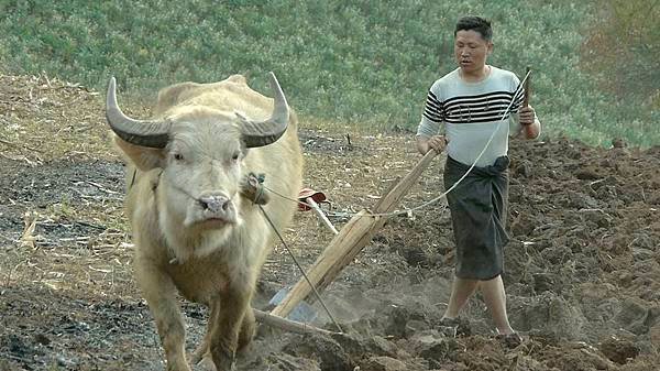 【冰毒】男主角王興洪開拍前即跟著當地農人學習耕田和犛牛的技術