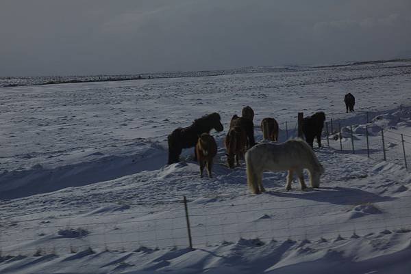 Flat 135/愛旅遊 冰島 Iceland 極光之旅 day 2  The Golden Circle 金圈之旅