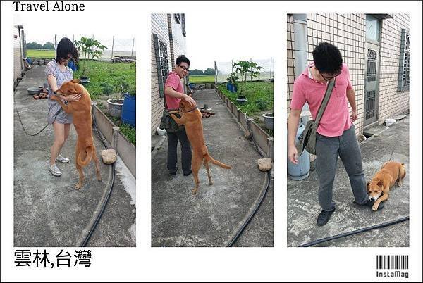 熱情的狗