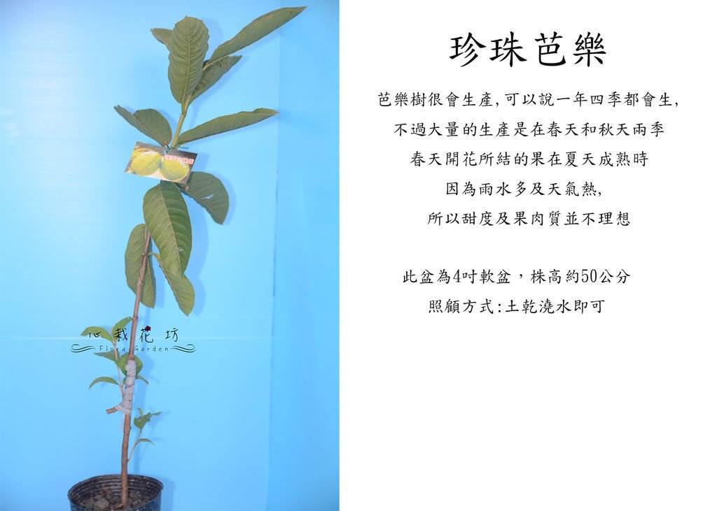 珍珠芭樂.jpg