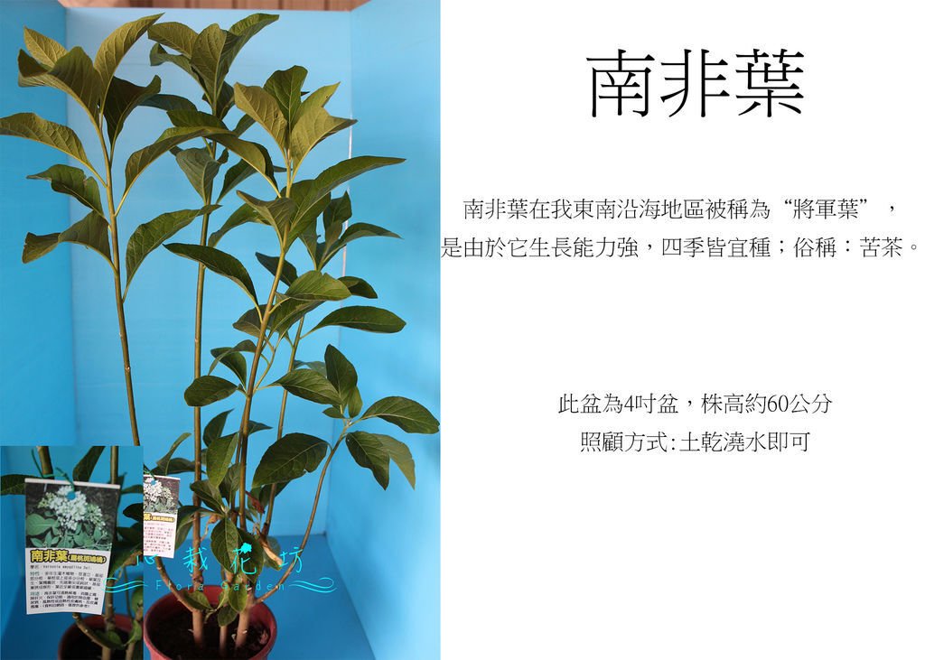 南非葉.jpg